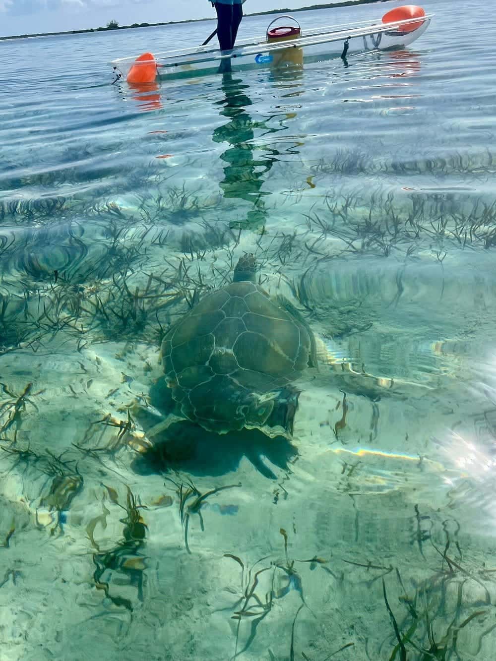 2HR Mangrove Clear Kayak Tour — photo 2