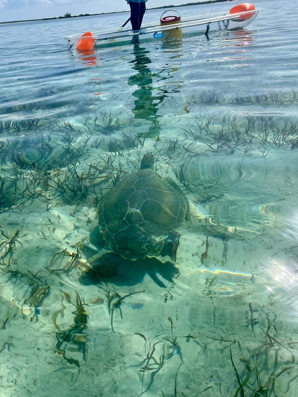 clear kayak tour 2
