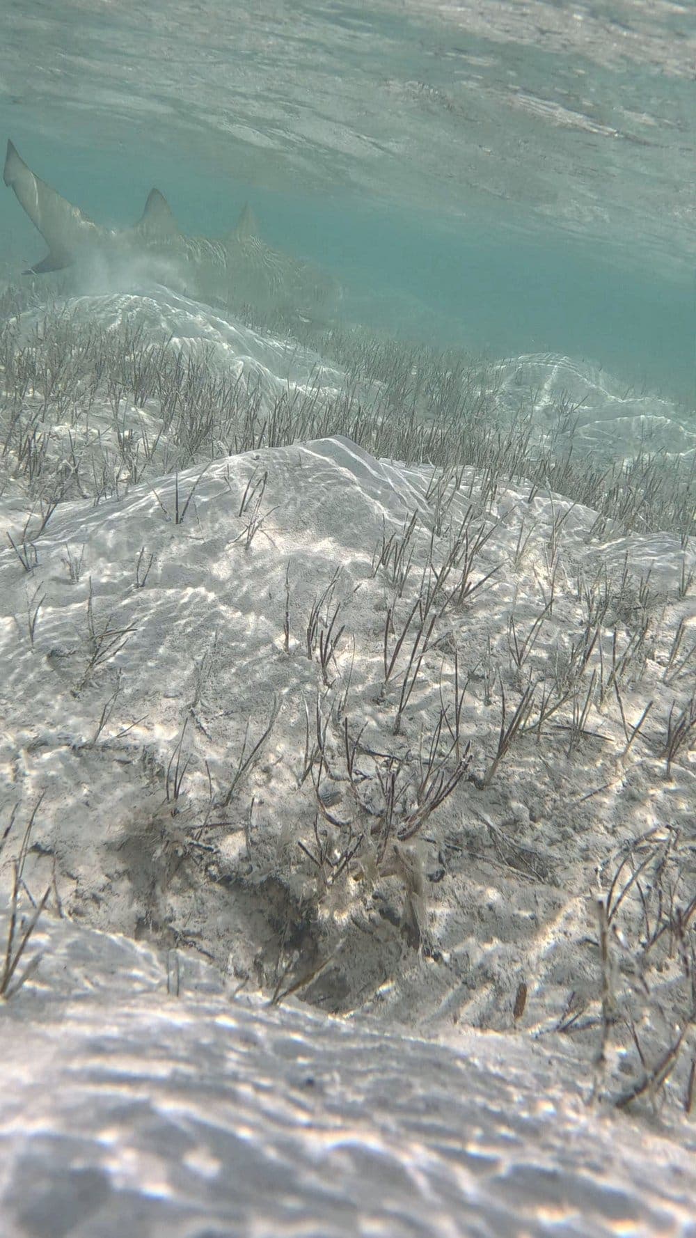 Clear kayak mangrove tour Turks and Caicos