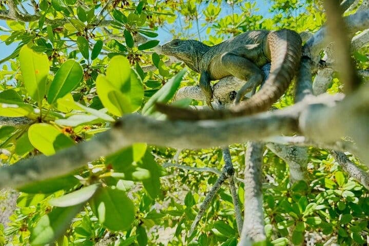 Clear kayak tour Turks and Caicos