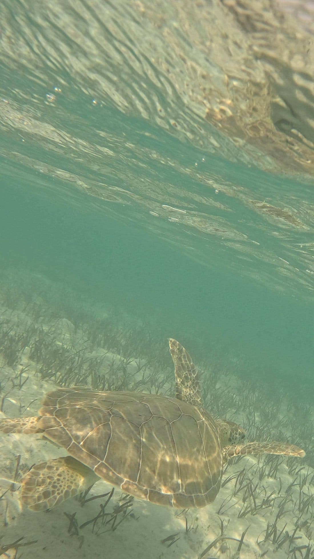 Clear kayak tour Turks and Caicos
