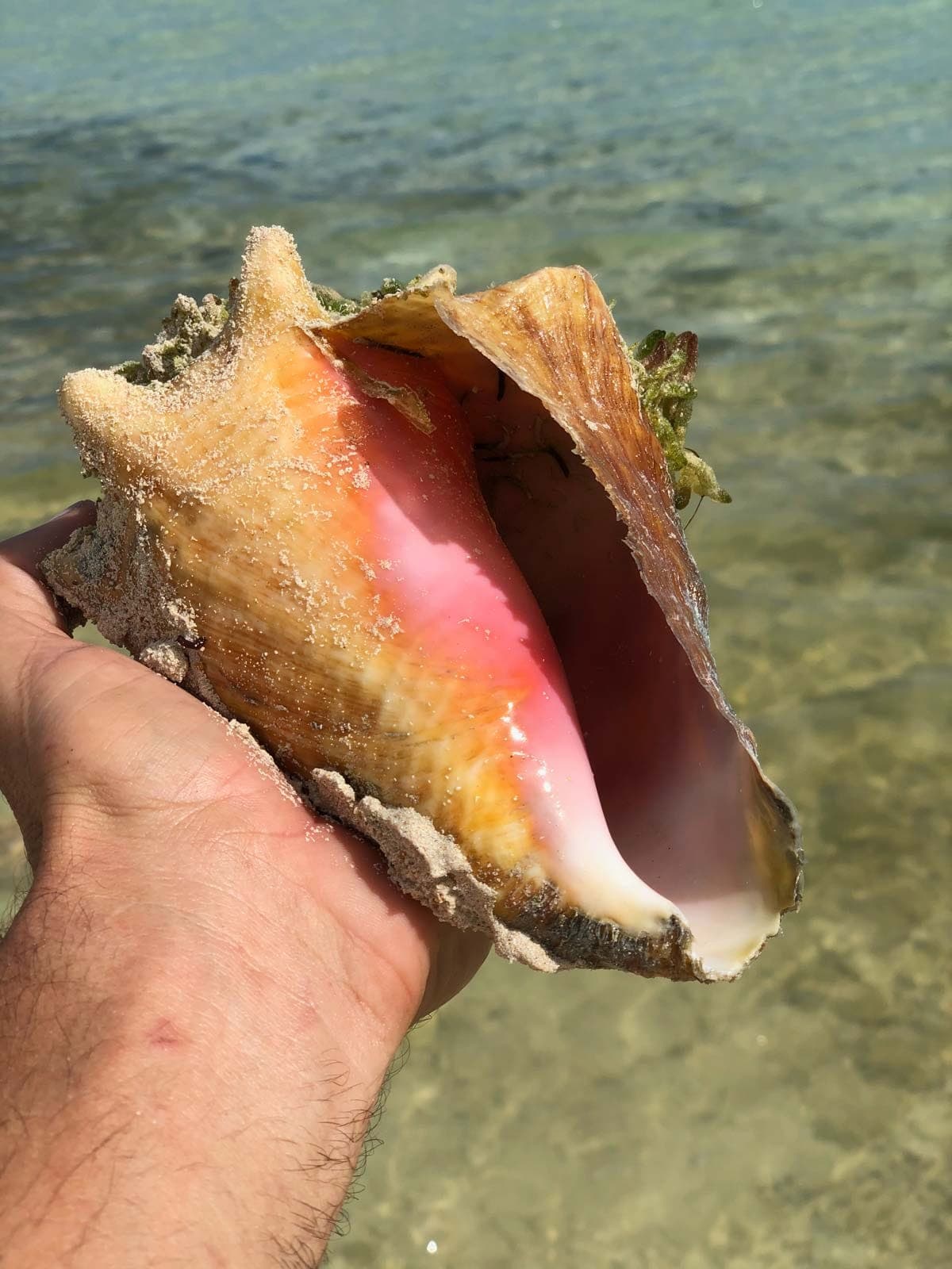 Clear kayak tour Turks and Caicos