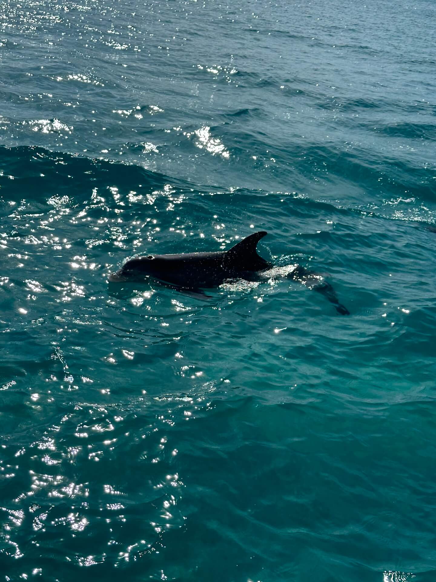 dolphin fin