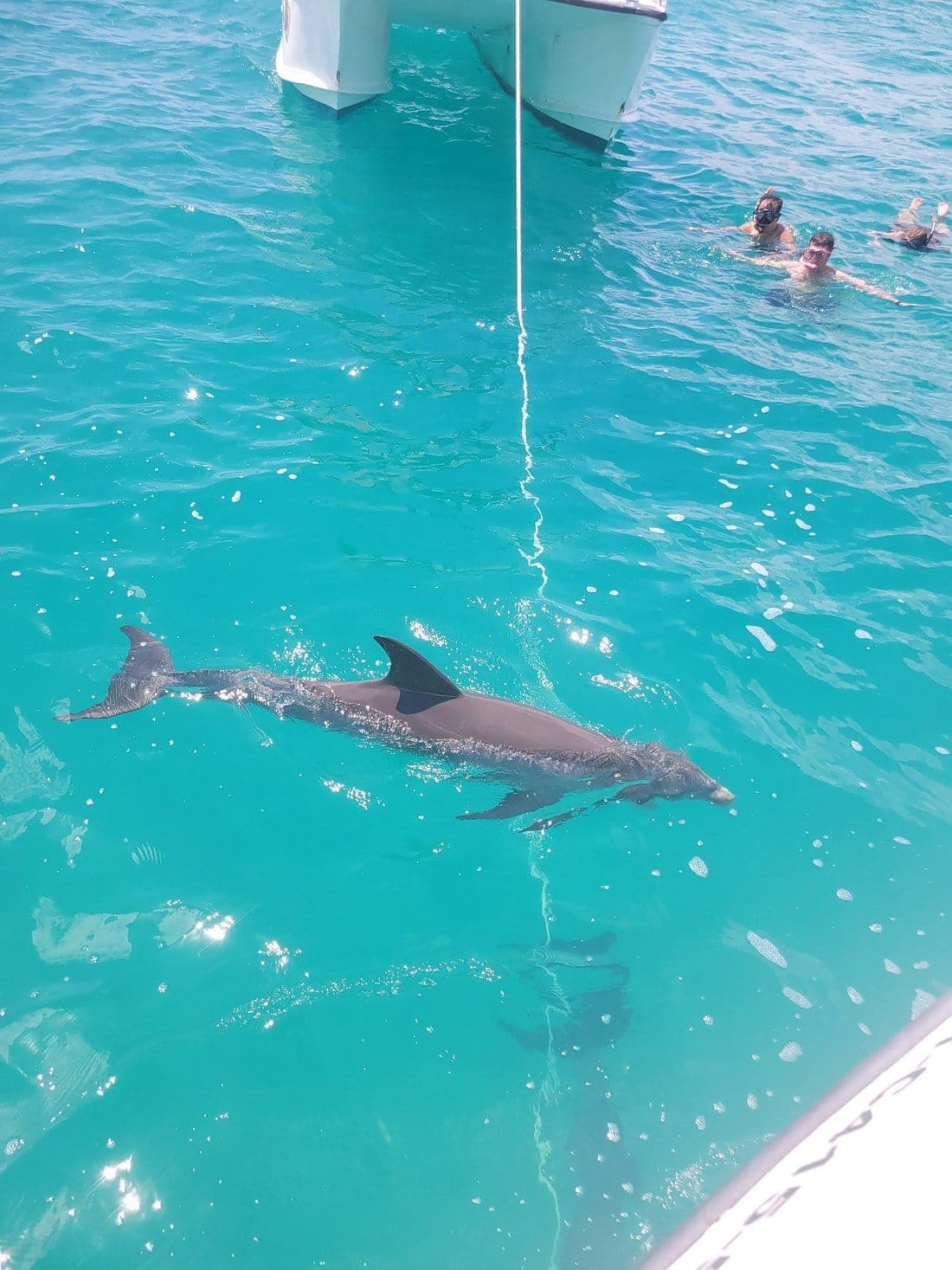 snorkel shipwreck iguana 4