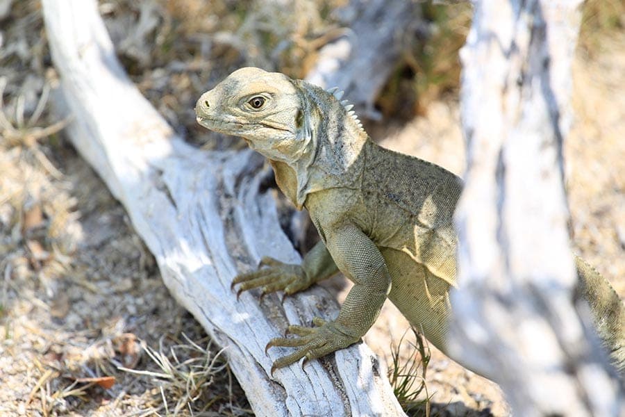 Snorkel shipwreck and iguana tour Turks and Caicos