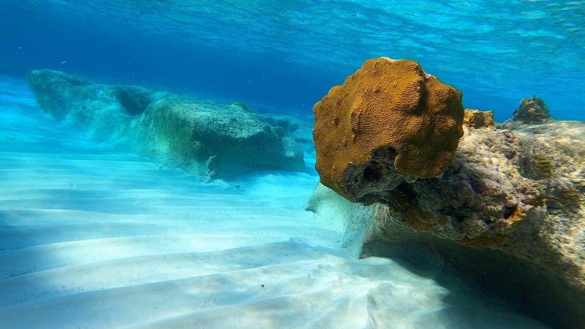 Snuba shipwreck and iguana tour Turks and Caicos