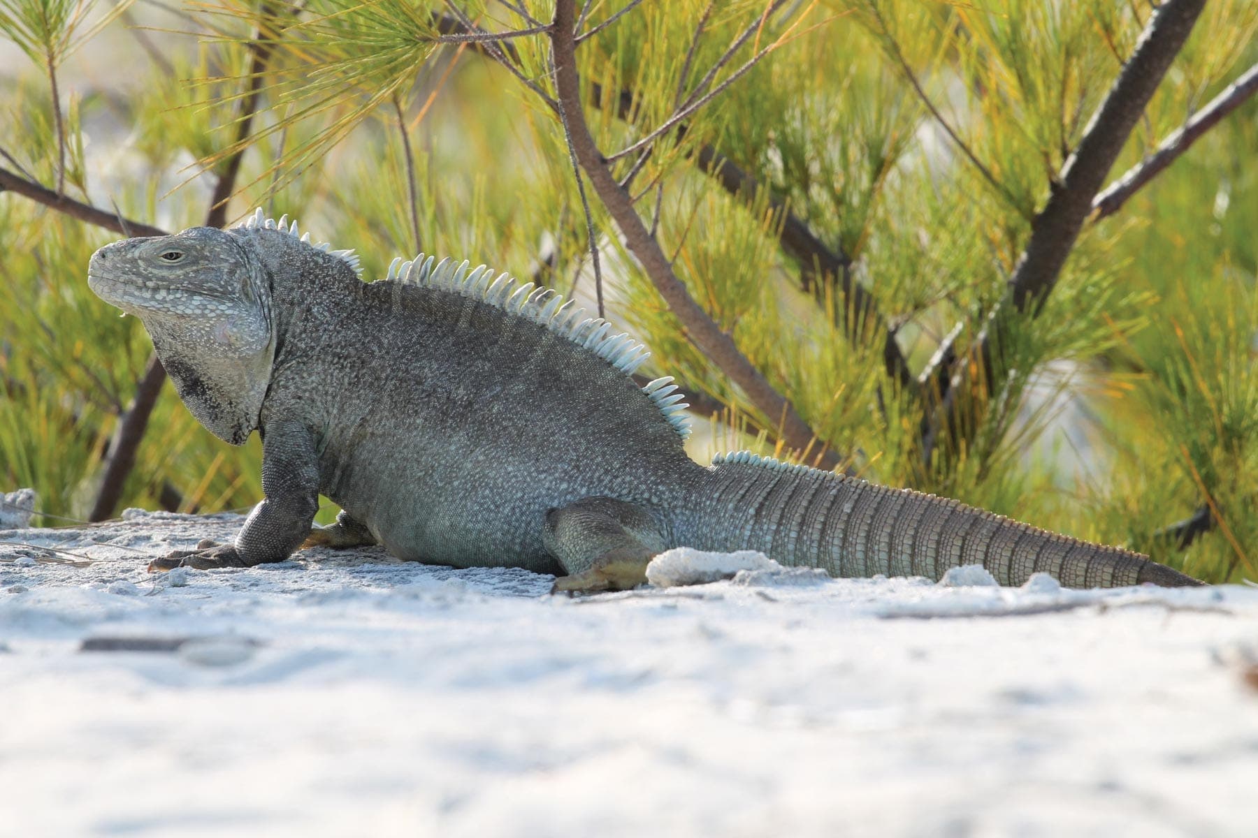 Snuba shipwreck and iguana tour Turks and Caicos