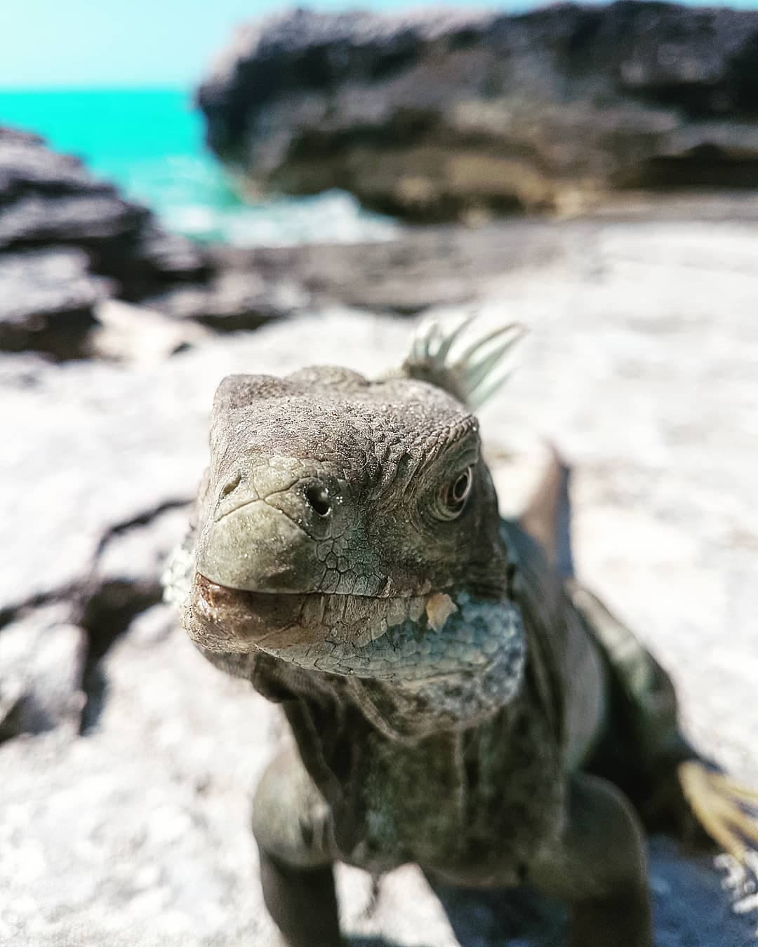 Little Water Cay is home to rock iguanas found nowhere else on earth.